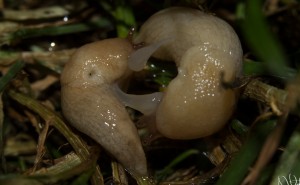 Россию атаковали опасные существа — партнерский материал