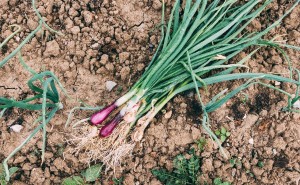 Чудо-смесь для истощенной почвы после лука и чеснока — партнерский материал